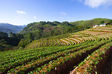 Strawberry garden at doi angkhang mountain