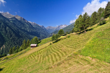 Fototapeta na wymiar Trentino - Pejo valley, Italy