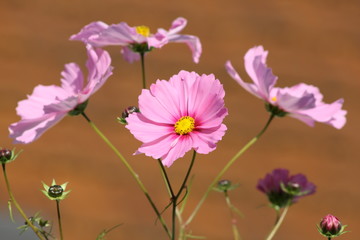 Cosmea blüten