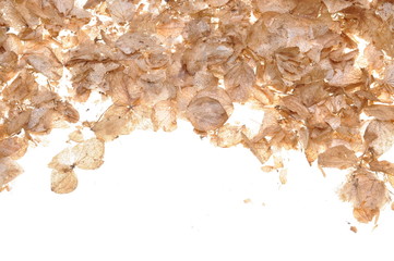 Dry hydrangea petals isolated on background
