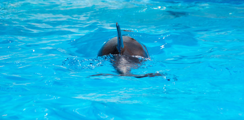 The flipper of dolphin in sea
