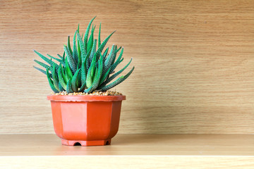 Haworthia Fasciata , succulent plant on wooden shelf