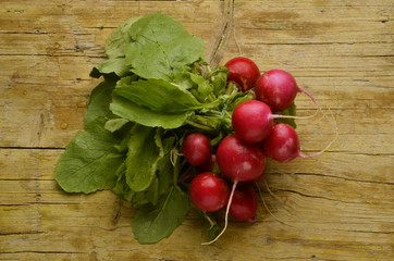 Raphanus sativus Radish Radise Ravanelli Expo Milano2015