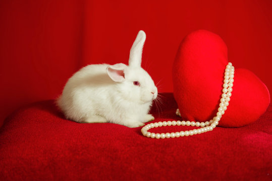 White Rabbit And Heart On A Red Background