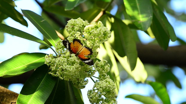 butterfly with alstonia scholaris flower