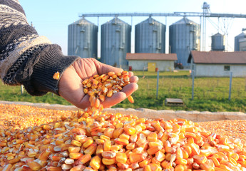 Corn grains in a hand of successful farmer after harvest