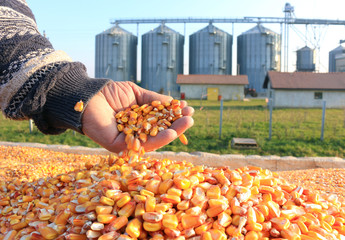 Corn grains in a hand of successful farmer after harvest © branex