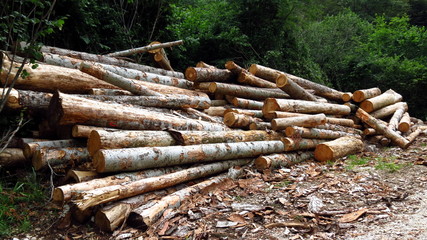 Pile of logs in woods