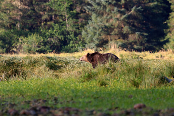 Grizzlybär