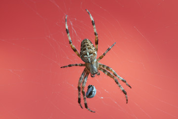 Macro of spider, narrow focus