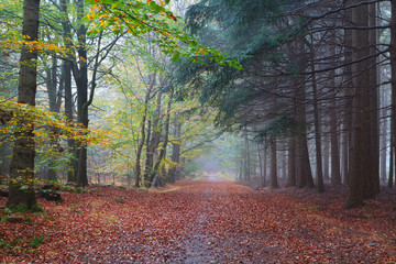 path between beech and coniferous forests