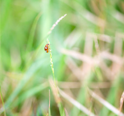 Abstract nature background of grass and ladybug