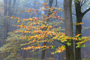 colorful trees in autumn forest