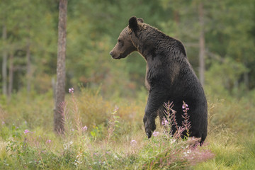 Brown bear standing to get a better view