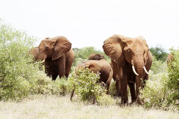 Fotobehang Group of elephant in african bush in Africa © Milan Lipowski