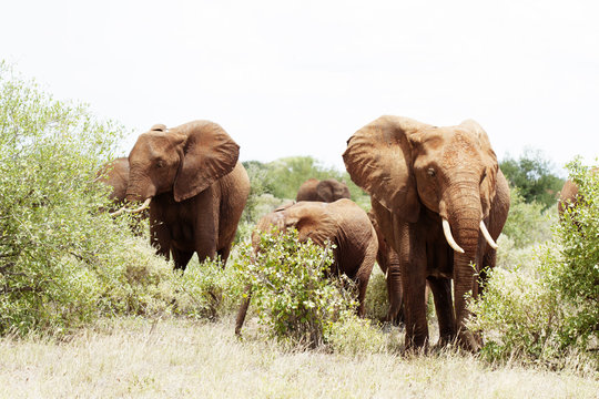 Fototapeta Group of elephant in african bush in Africa