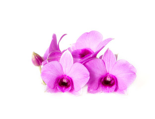Violet orchid flower on white background