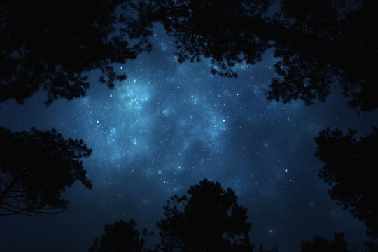 Night starry sky trough trees