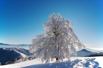 FROSTED TREE UNDER BLUE SKY