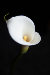 Calla