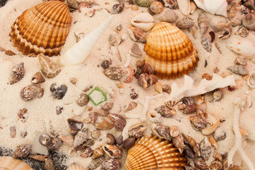 Conchiglie di mare