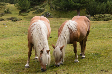 Naklejka na ściany i meble two chestnut horses grazing on alpine meadow