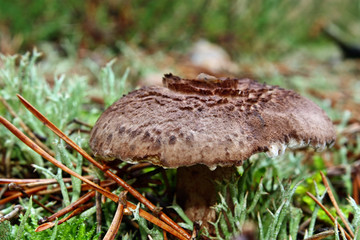 Brown mushrooms