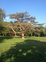 Fototapeta na wymiar big beautiful tree in the park