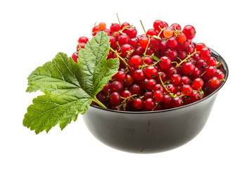 Red currant