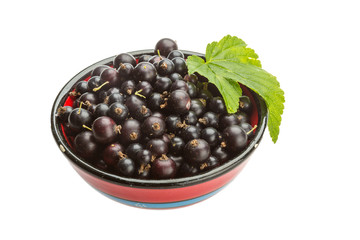 Black currant