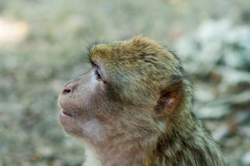 Singe Magot