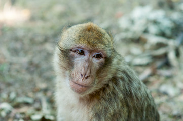 Singe Magot