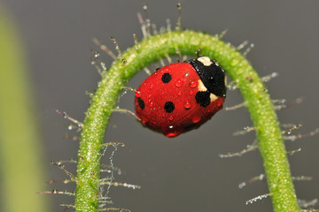 Close up of ladybug on poppy stem covered with the morning dew