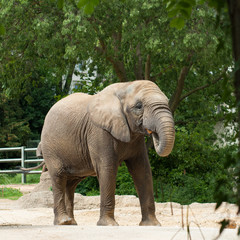 Fototapeta na wymiar Eléphant d'Afrique de profil dans un zoo