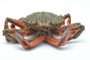 European spider crab, spiny spider crab raw isolated in white.