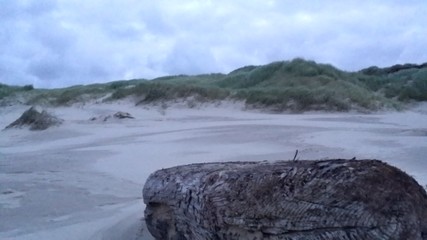 Duinen Treibholz