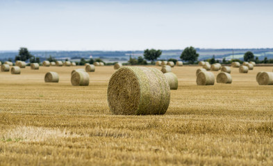 Strohballen auf gemähtem Feld  00210