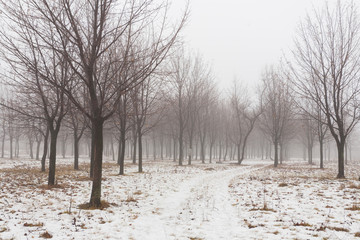 Winter park covered with white snow