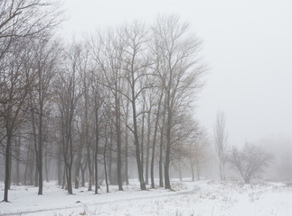 Fototapeta na wymiar Winter park covered with white snow