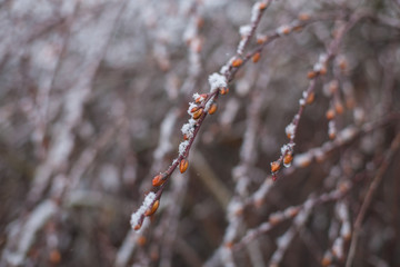 Red berries,winter nature with a snowfall