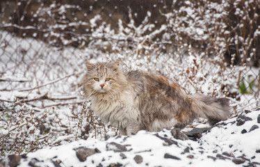 Cat sitting on snow and looks.