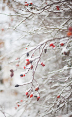 Red berries,winter nature with a snowfall