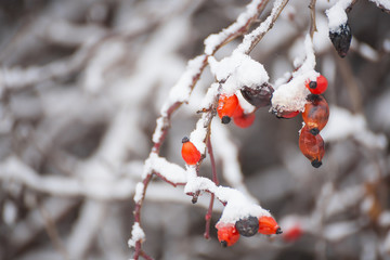 Red berries,winter nature with a snowfall