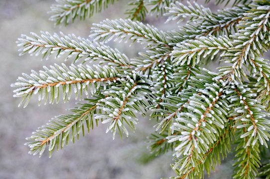 Frozen spruce branch