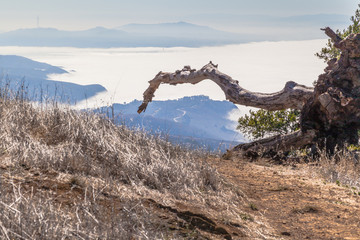 Fototapeta premium The foggy bay