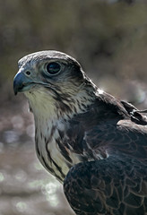 Hawk Eye