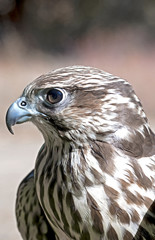 Hawk Eye