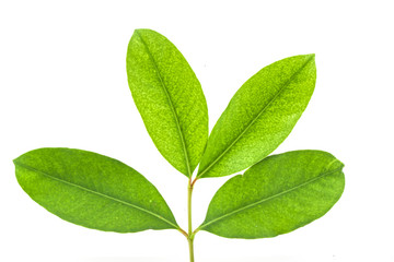 Fototapeta premium Green leaf on white background 