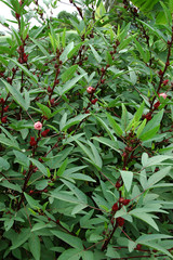 tree roselle red