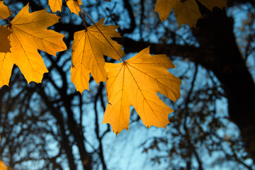 autumn  maple  leaf